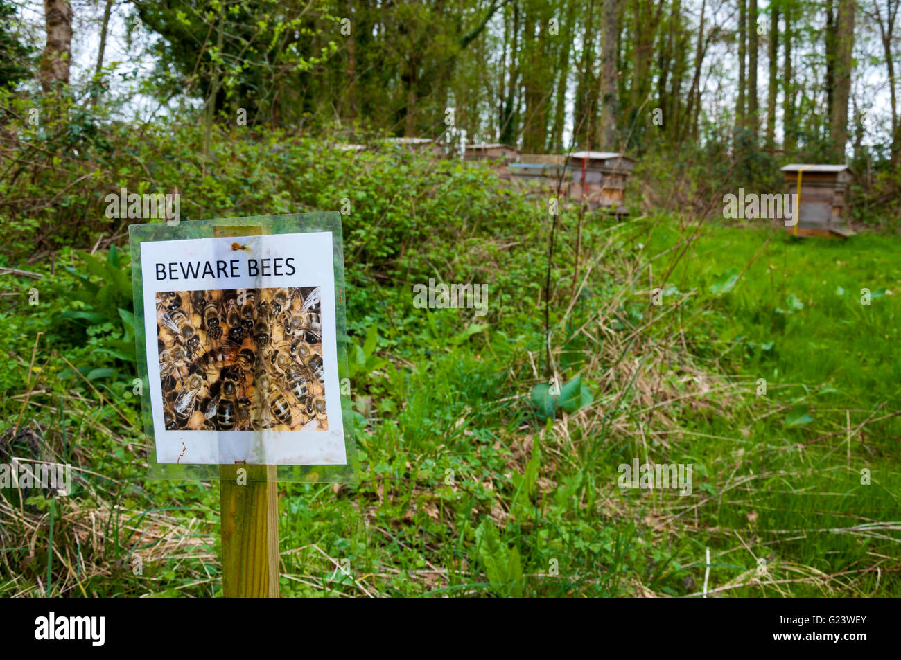 Sign saying Beware Bees in Batheaston, Somerset, England, UK Stock Photo