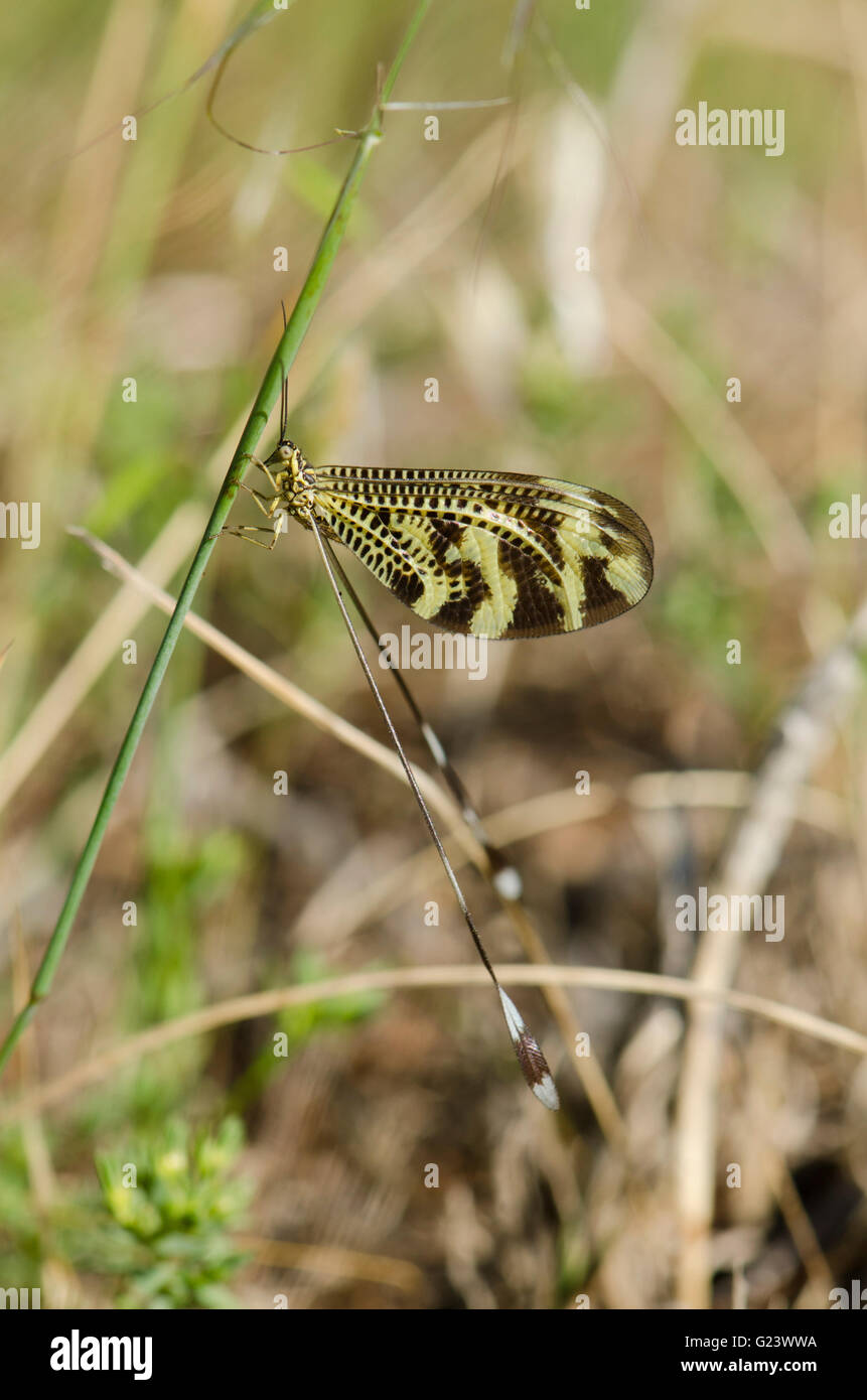 Thread-winged Lacewing, Wood Fairy, Nemoptera bipennis, insect on grass. Andalucia, Spain. Stock Photo