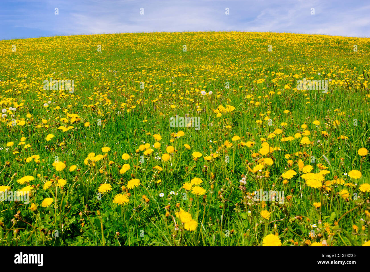 meadow with flowers at spring in Bavaria Stock Photo