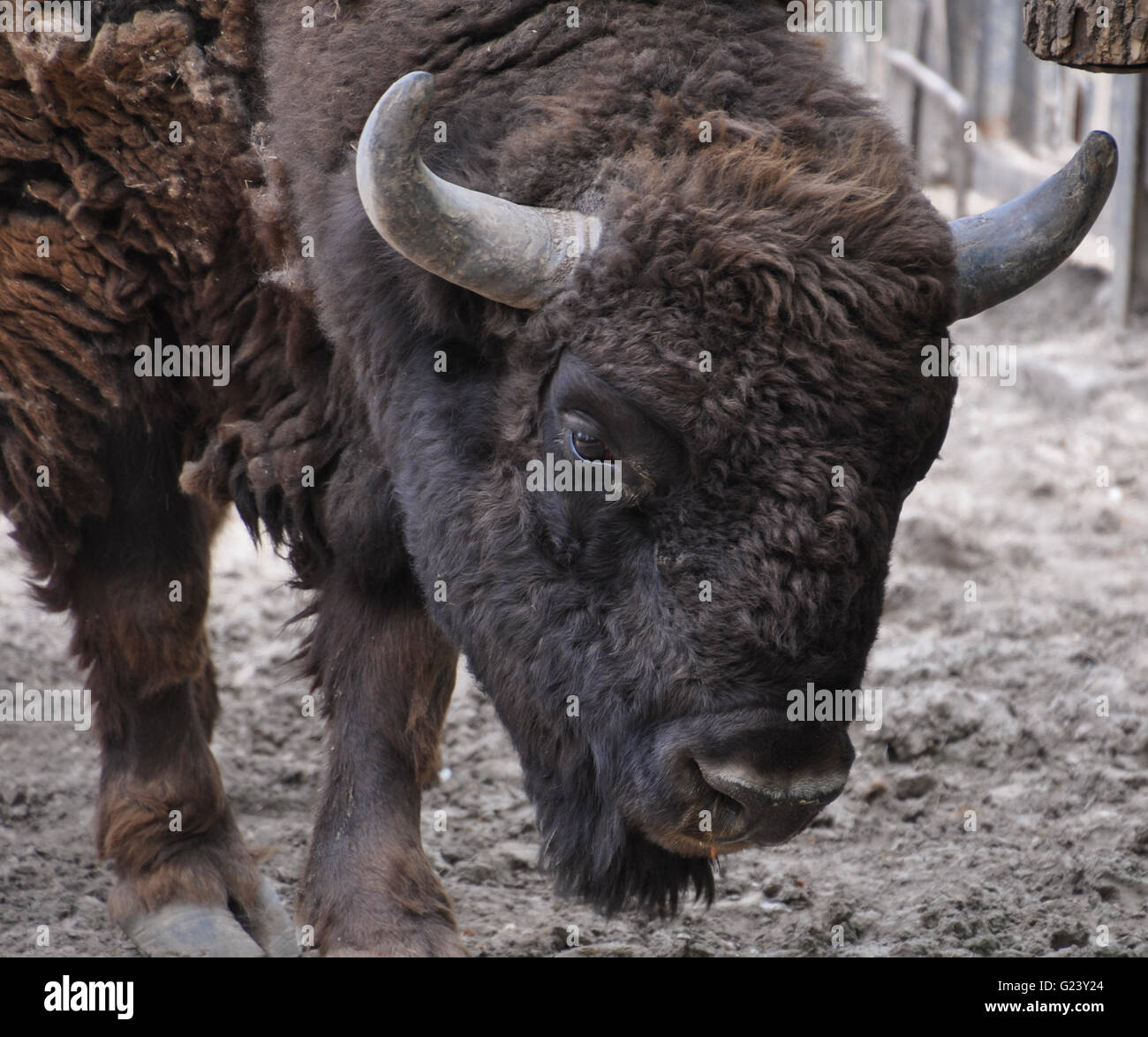 Wild European Bison (Wisent) portrait Stock Photo