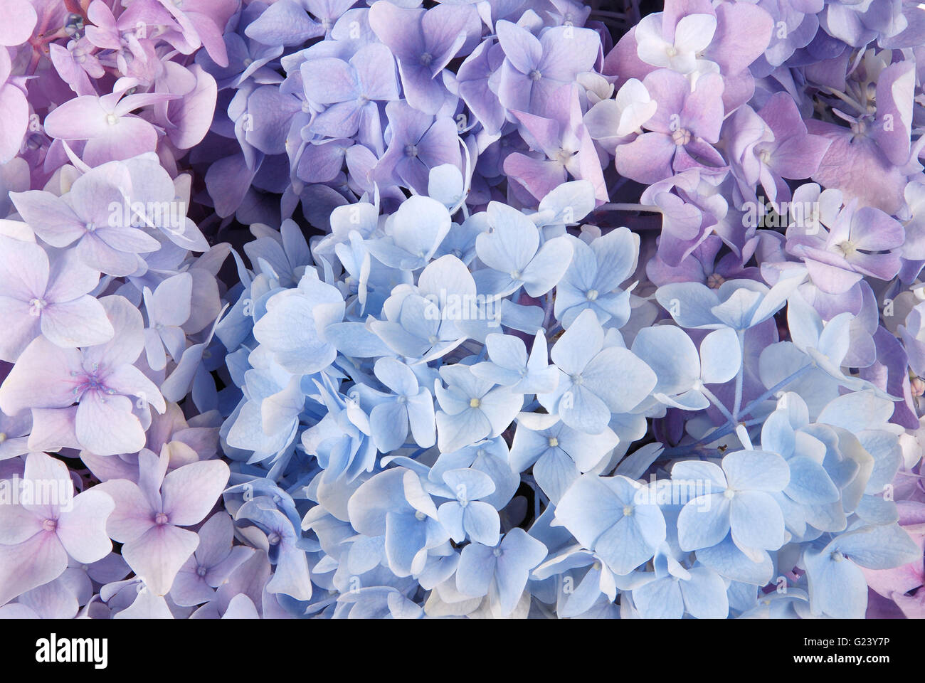 Beautiful blue hydrangeas flower background. Natural color. Stock Photo