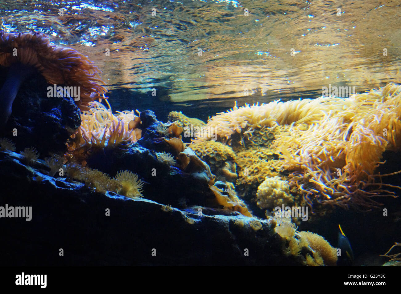 Coral Reef Stock Photo