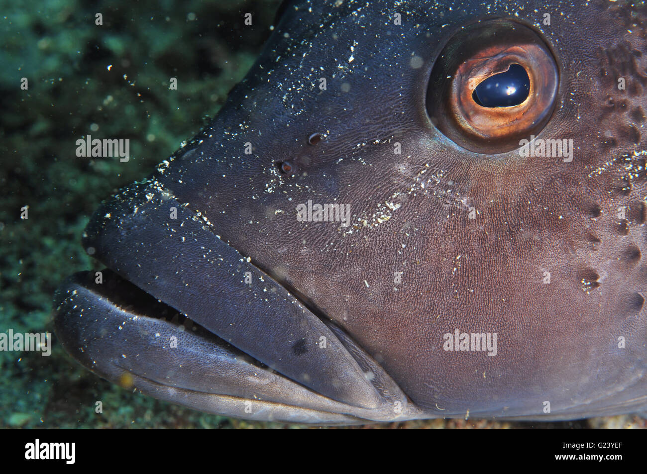 A head close-up shot of blue cod Stock Photo