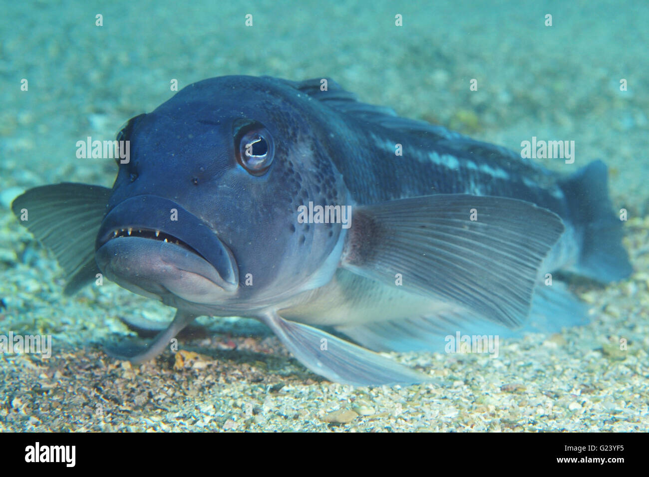 Blue cod Parapercis colias Stock Photo