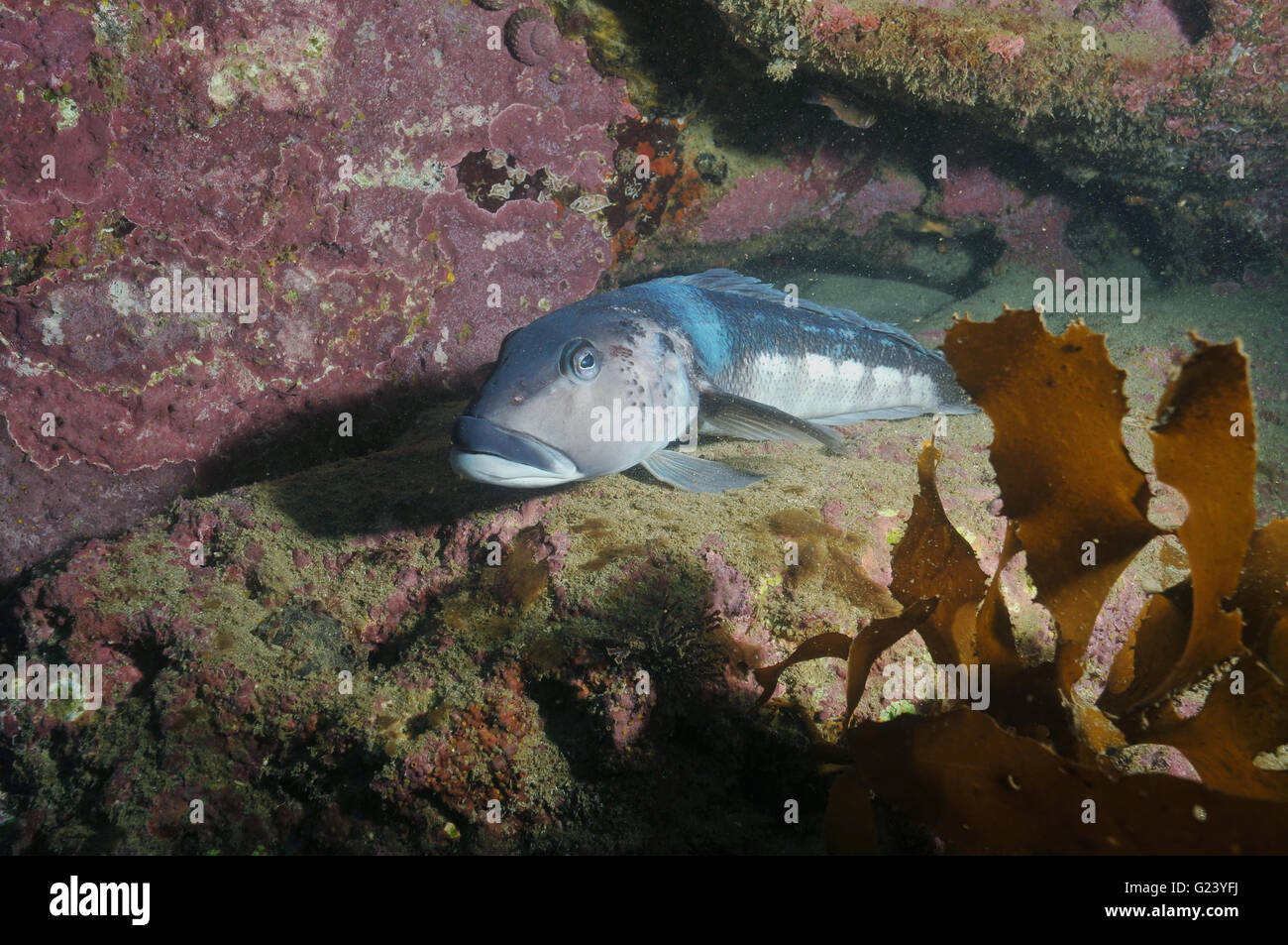 Blue cod Parapercis colias Stock Photo