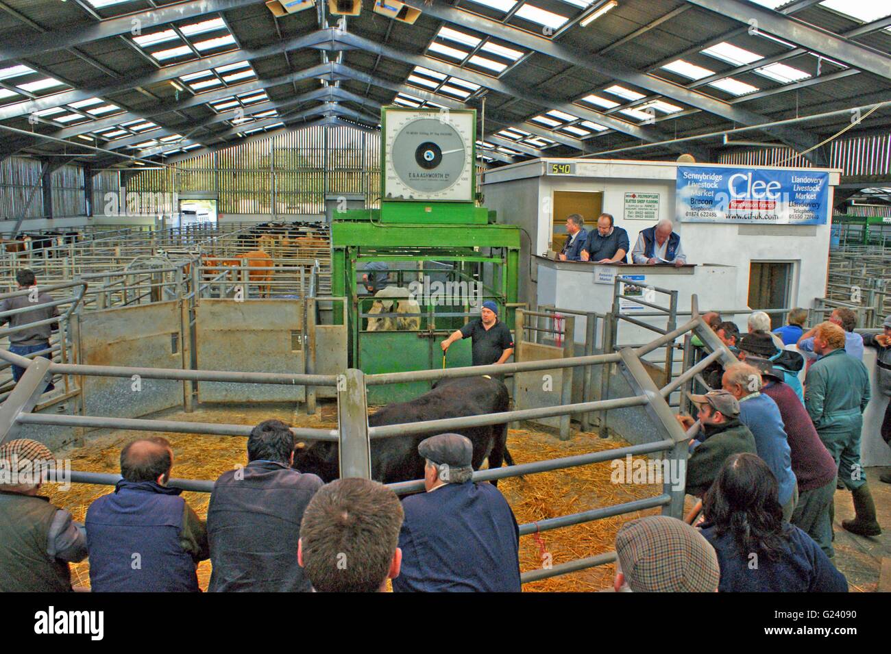 Llandovery, Welsh Cattle Auction, Livestock auction in the Valleys