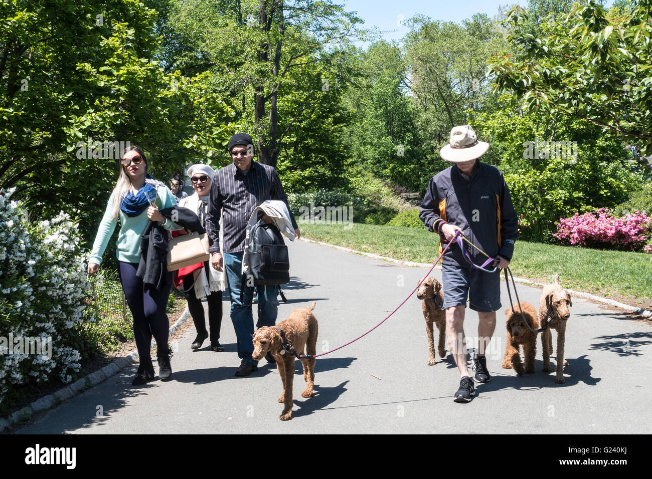 Professional Dog Walker in Central Park Shares Sidewalk with Park goers