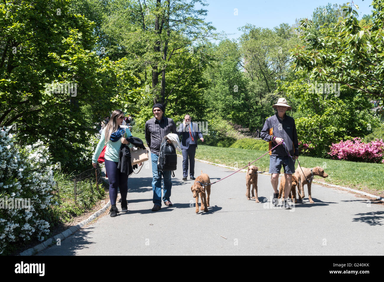 Professional Dog Walker in Central Park Shares Sidewalk with Park goers