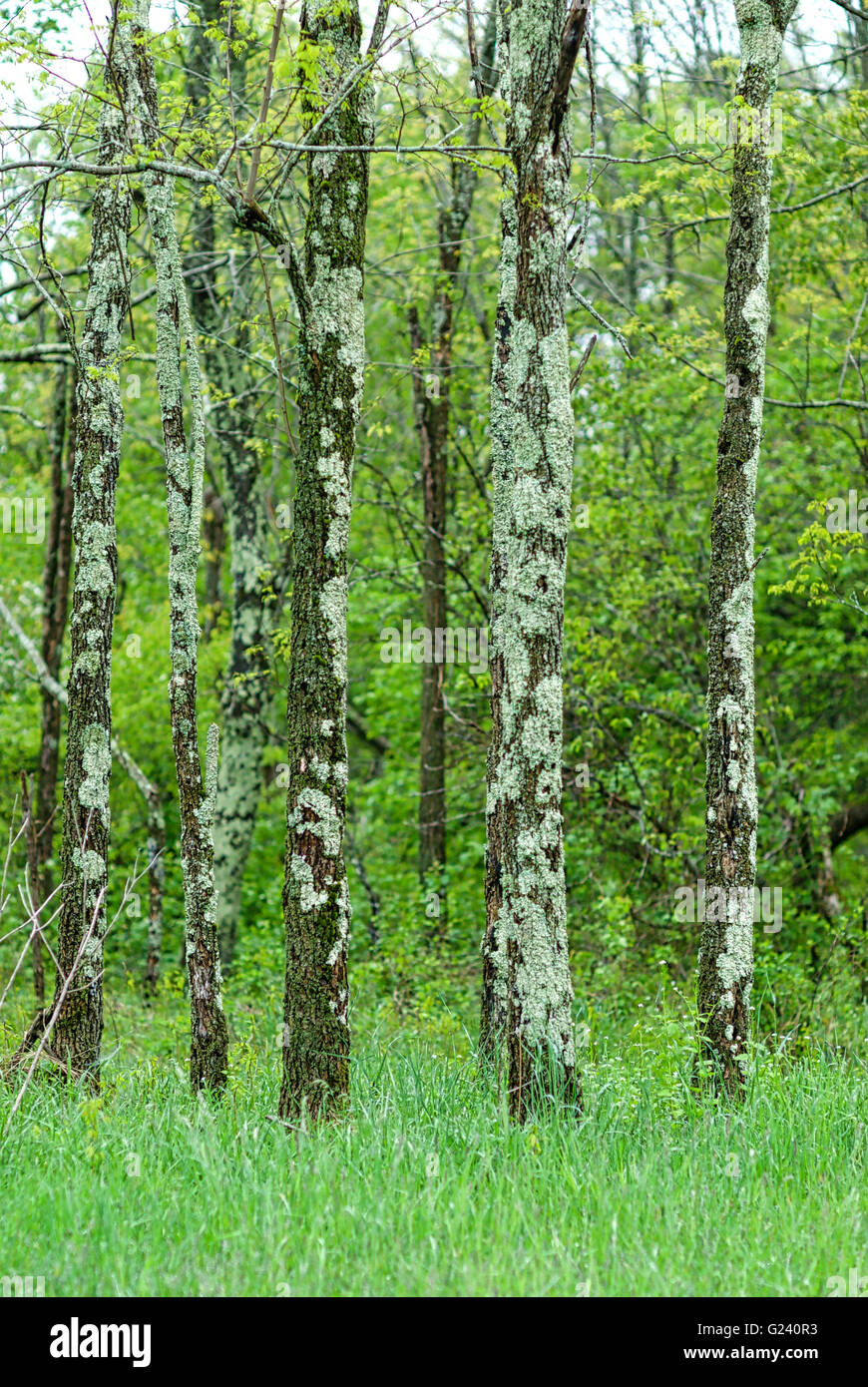 A grove of lichen-covered trees grow in a field of grass in the middle of a forest in Shenandoah National Park, Virginia, USA. Stock Photo