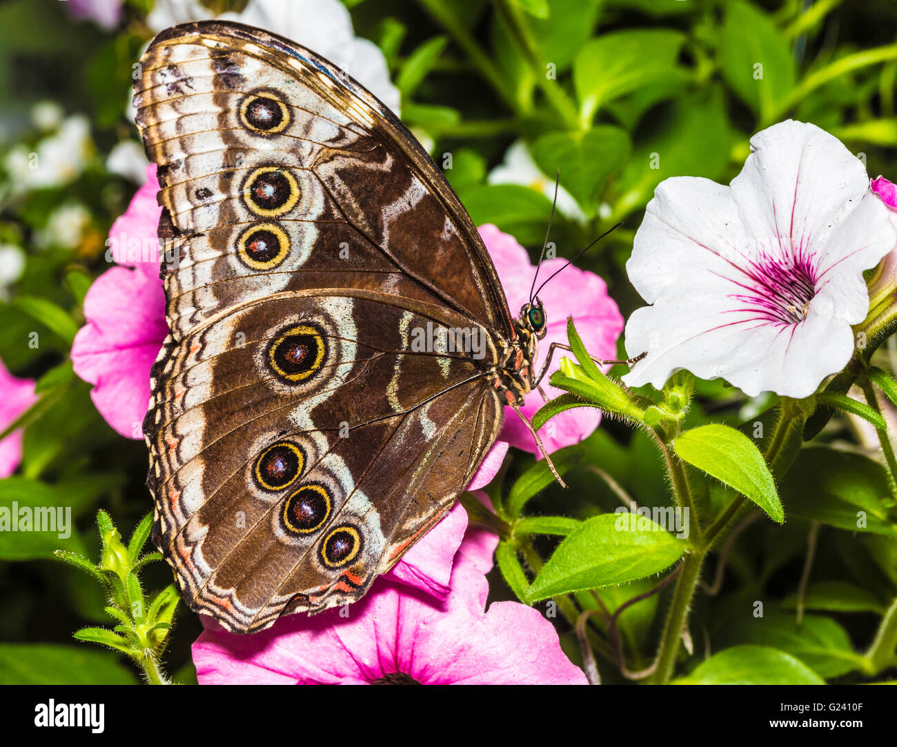 common blue morpho butterfly morpho peleides at san diego zoo safari