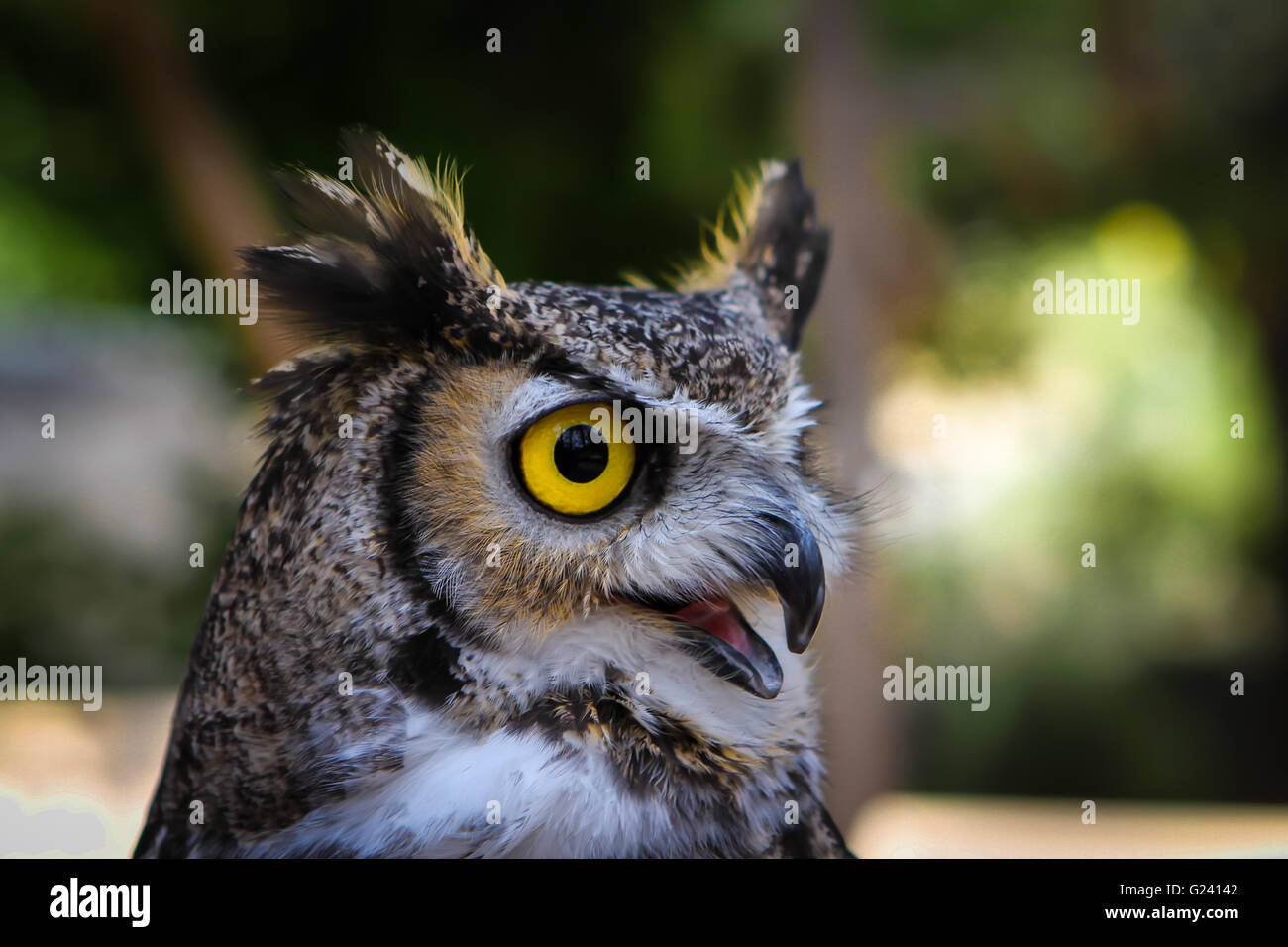 Closeup of a screeching Great Horned Owl (Bubo virginianus) in Bandelier National Monument, Side View Stock Photo