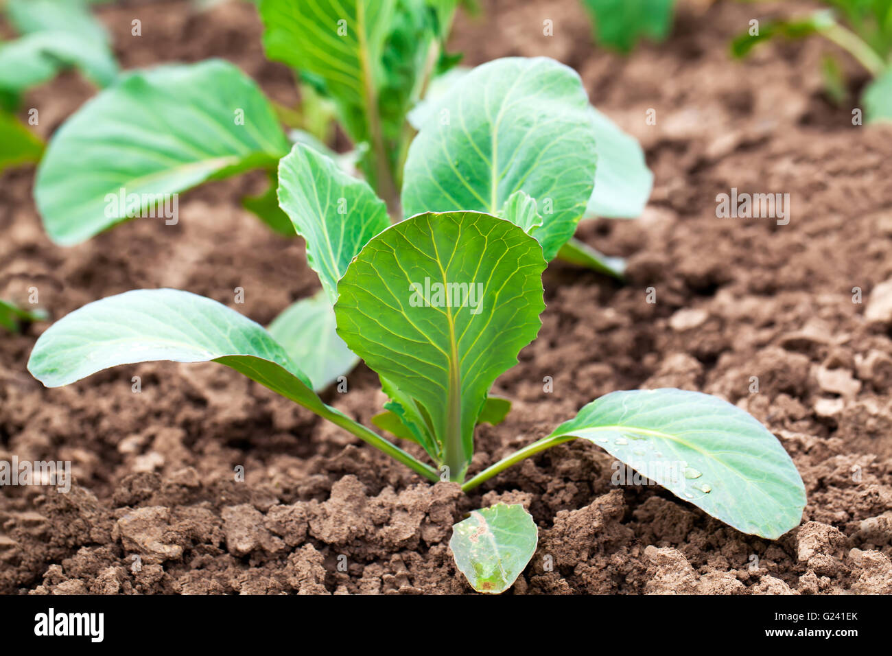 Капуста белокочанная ринда. Капуста в открытый грунт рассадой. Высадка рассады в грунт. Капуста купчиха. Какую садить капусту.