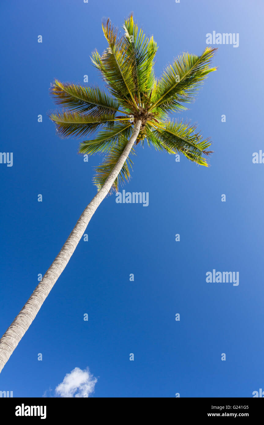A palm tree under bright blue sky . Stock Photo