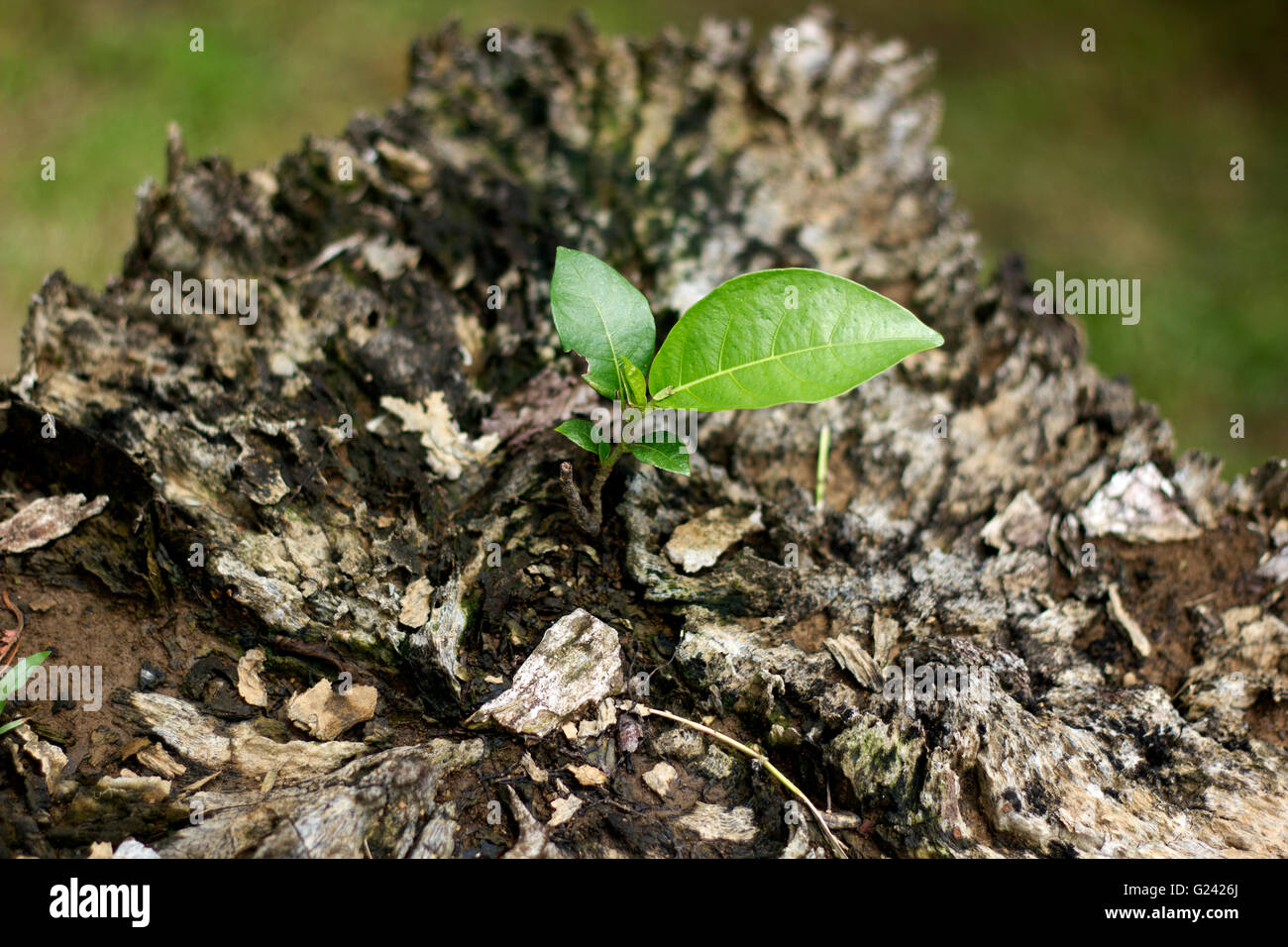 Growing Leaves on a Bark Tree Stock Photo