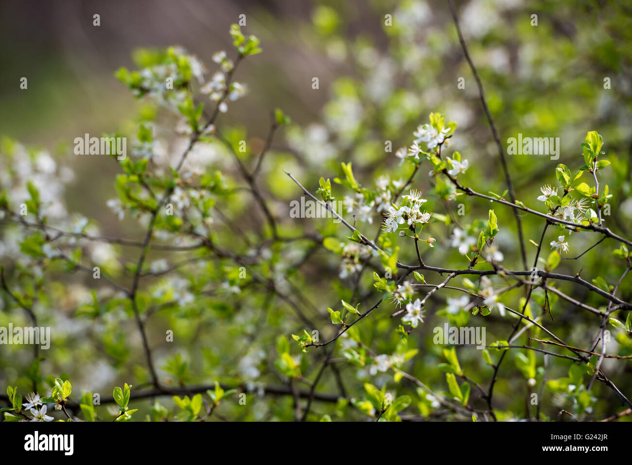 Cherry blossom branches hires stock photography and images Alamy