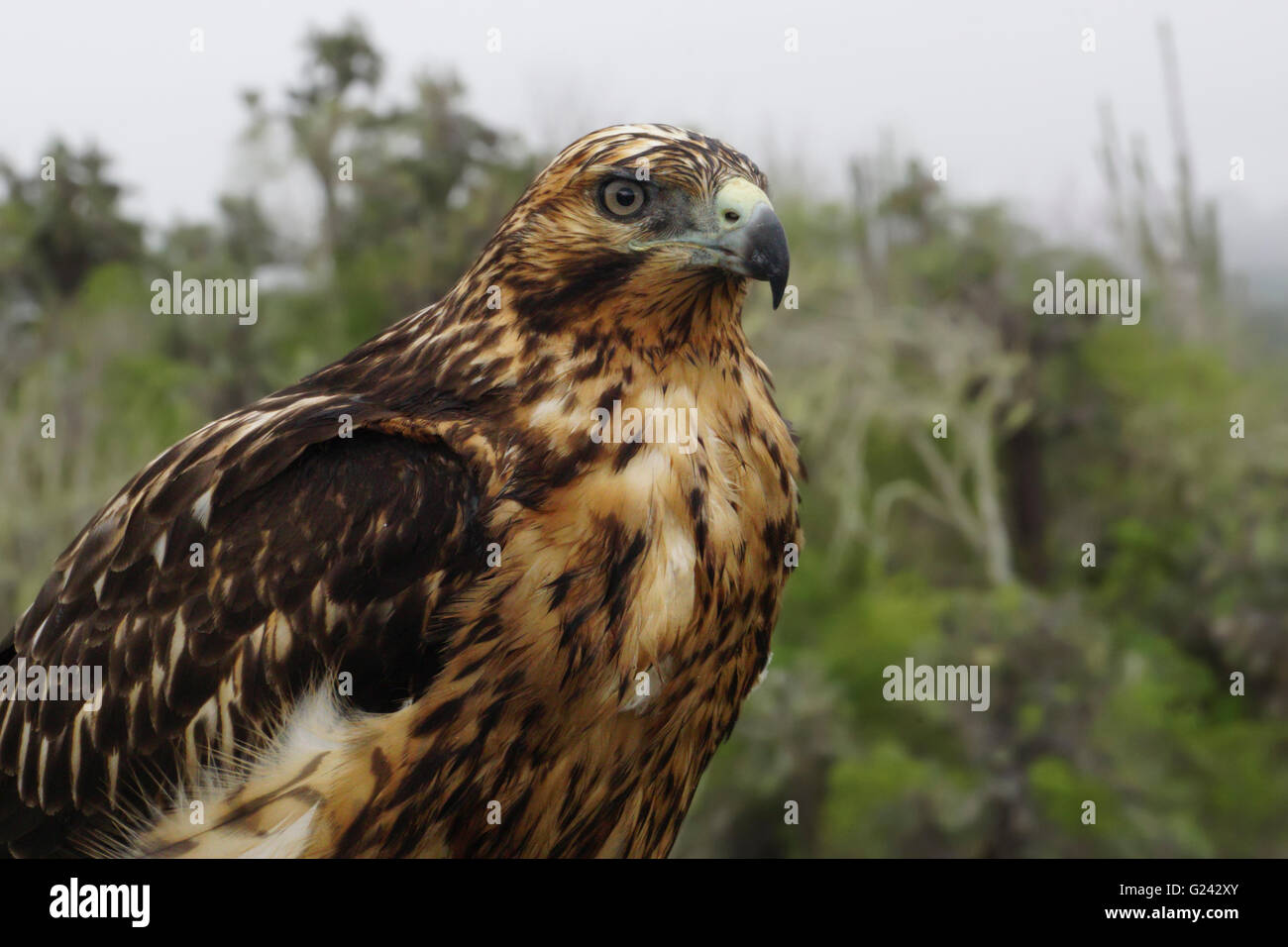 Galapagos hawk hi-res stock photography and images - Alamy