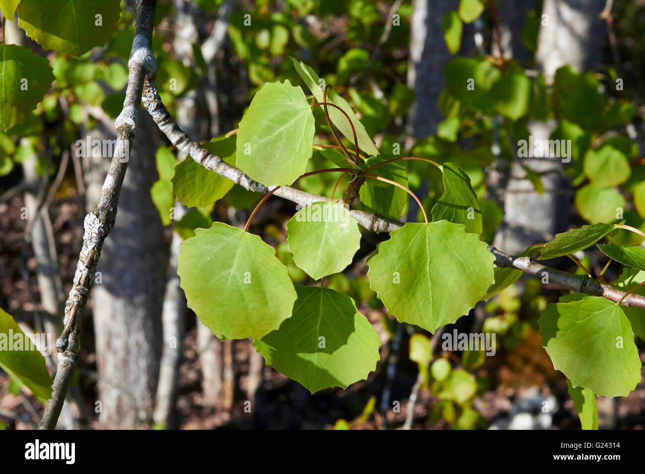 Populus tremula, common aspen leaves, Finland Stock Photo
