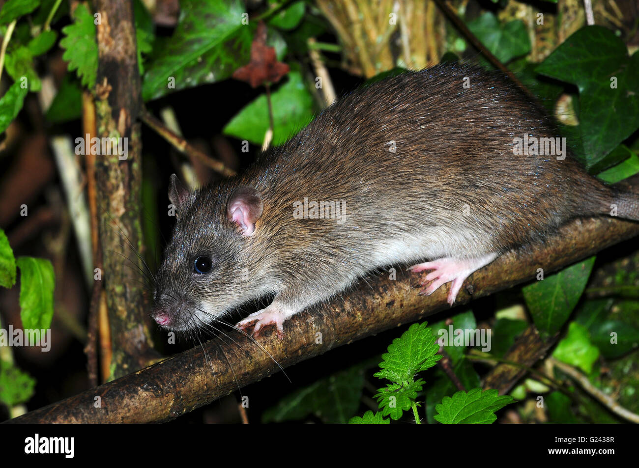 A common brown rat in the hedgerow UK Stock Photo
