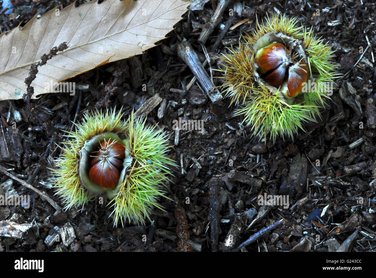 Sweet chestnuts Stock Photo