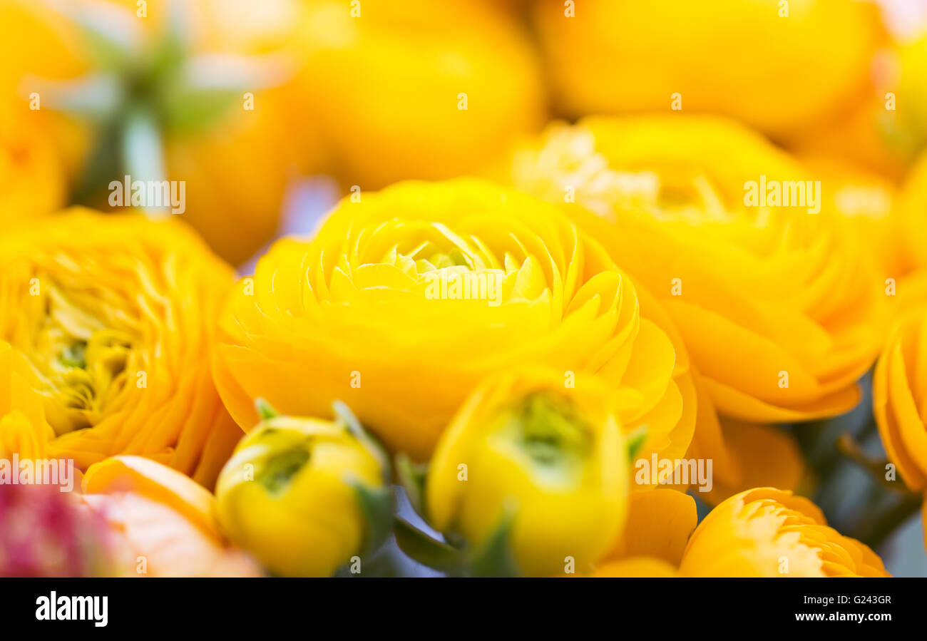Yellow Ranunculus Bud close up of beautiful yellow ranunculus flowers Stock Photo - Alamy