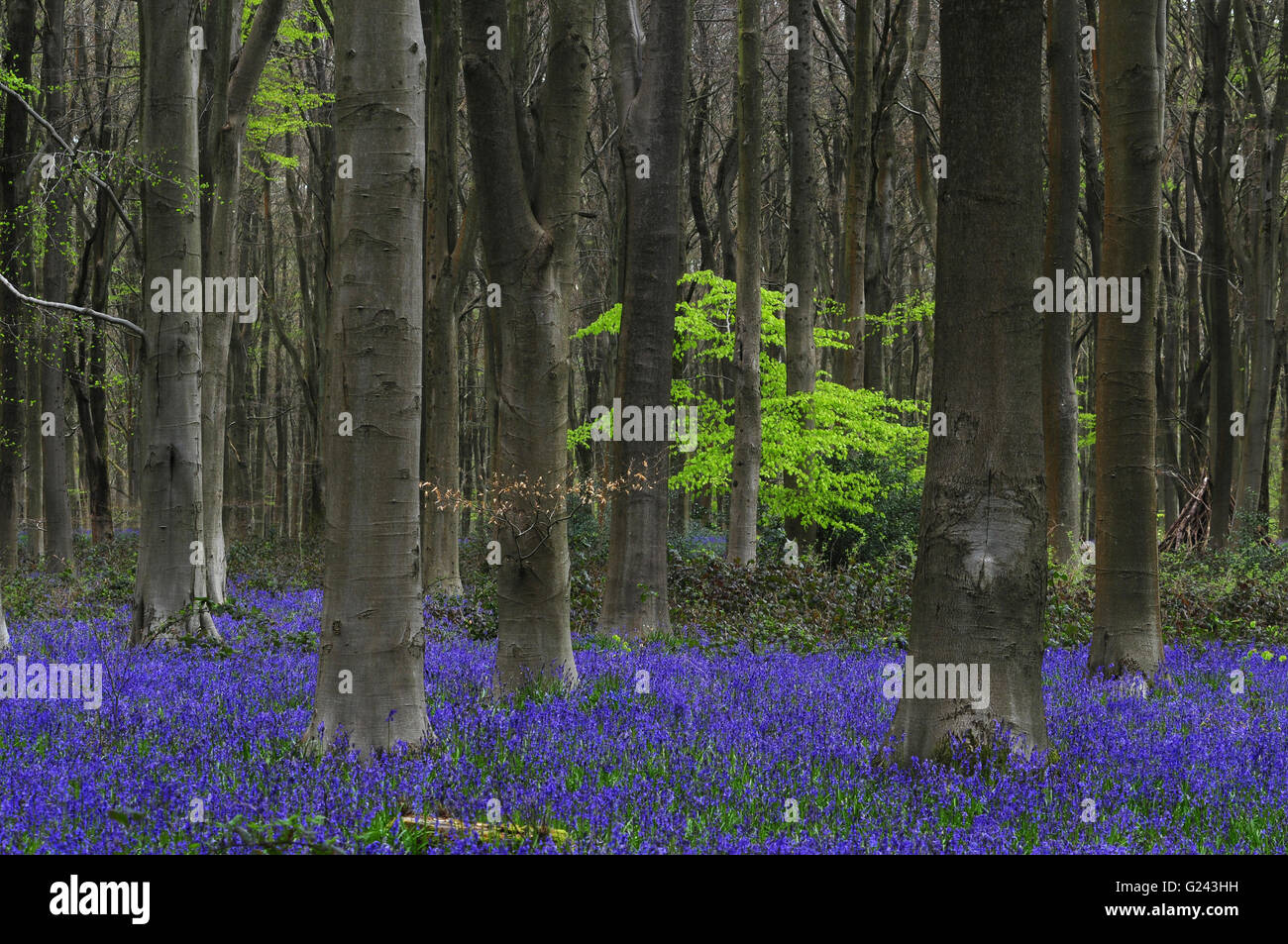Glorious bluebells at West Woods Wiltshire UK Stock Photo