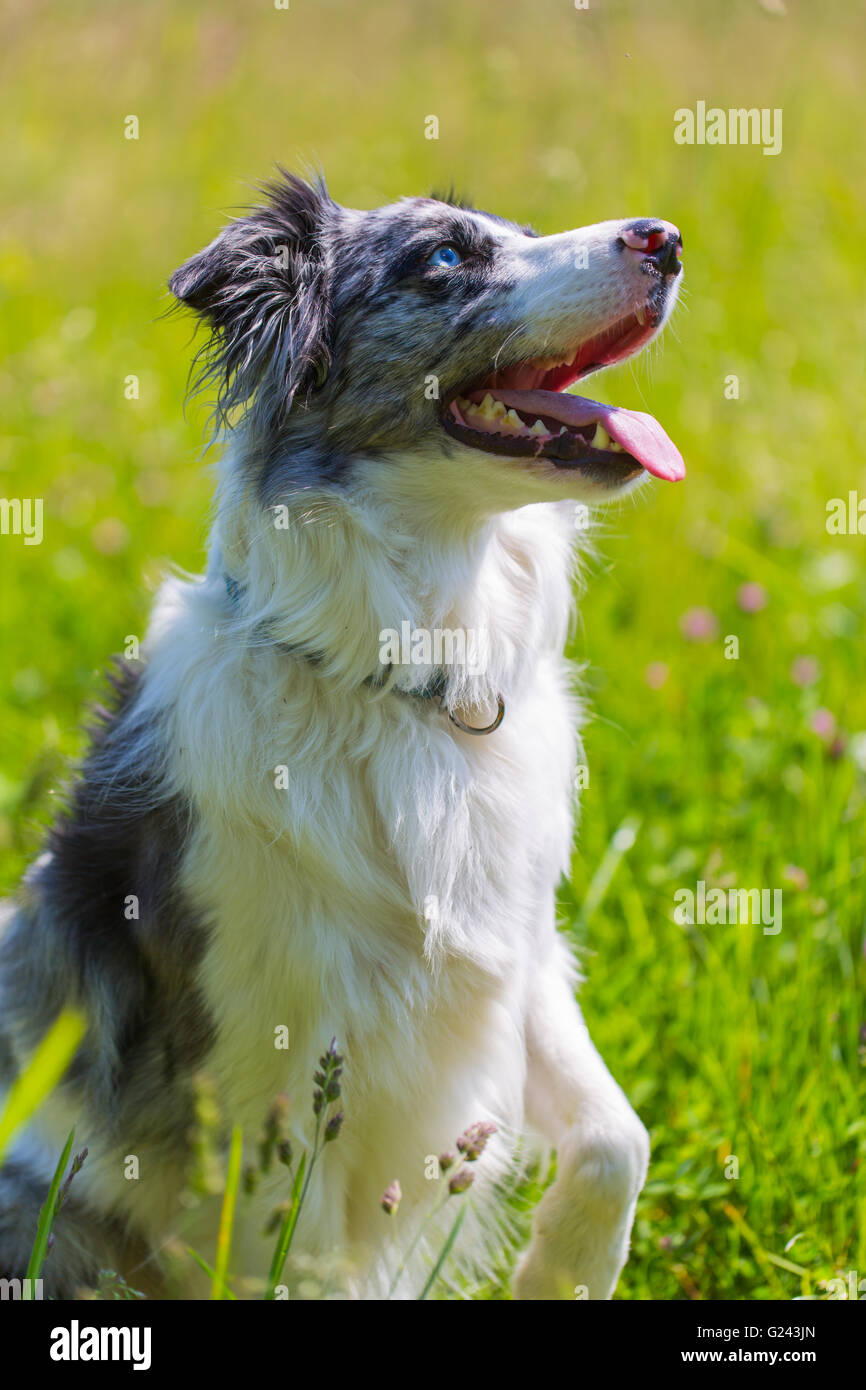 Purebred Border Collie portrait Stock Photo Alamy