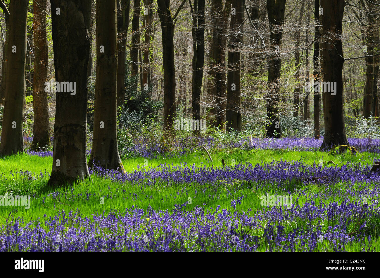 Bluebell time at West Woods Wiltshire UK Stock Photo