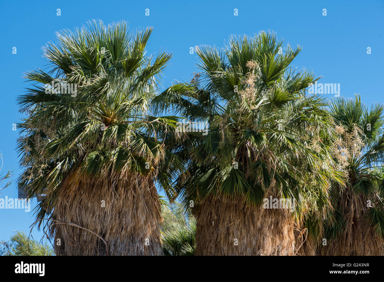 The tops of tall palm trees against a blue sky Stock Photo