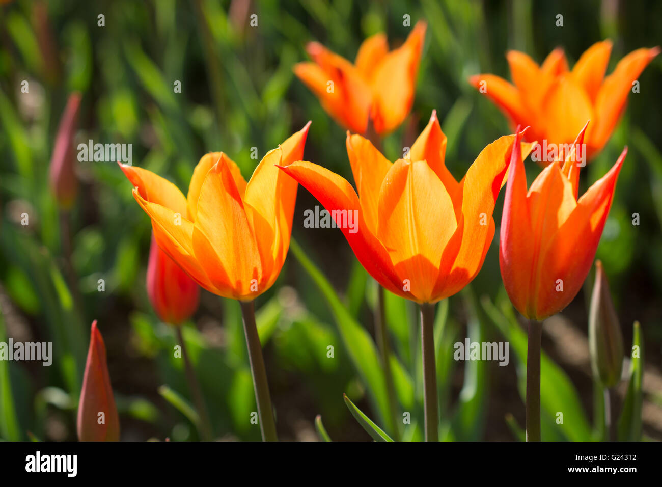 Fresh tulips of orange color in nature in spring time Stock Photo - Alamy