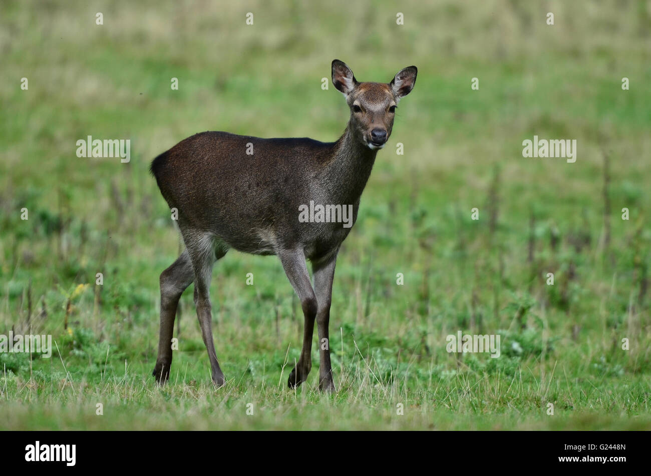 female sika deer Stock Photo