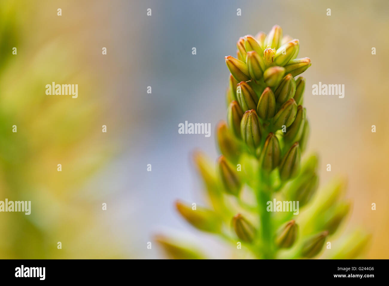 close up of eremurus foxtail lily or flower Stock Photo