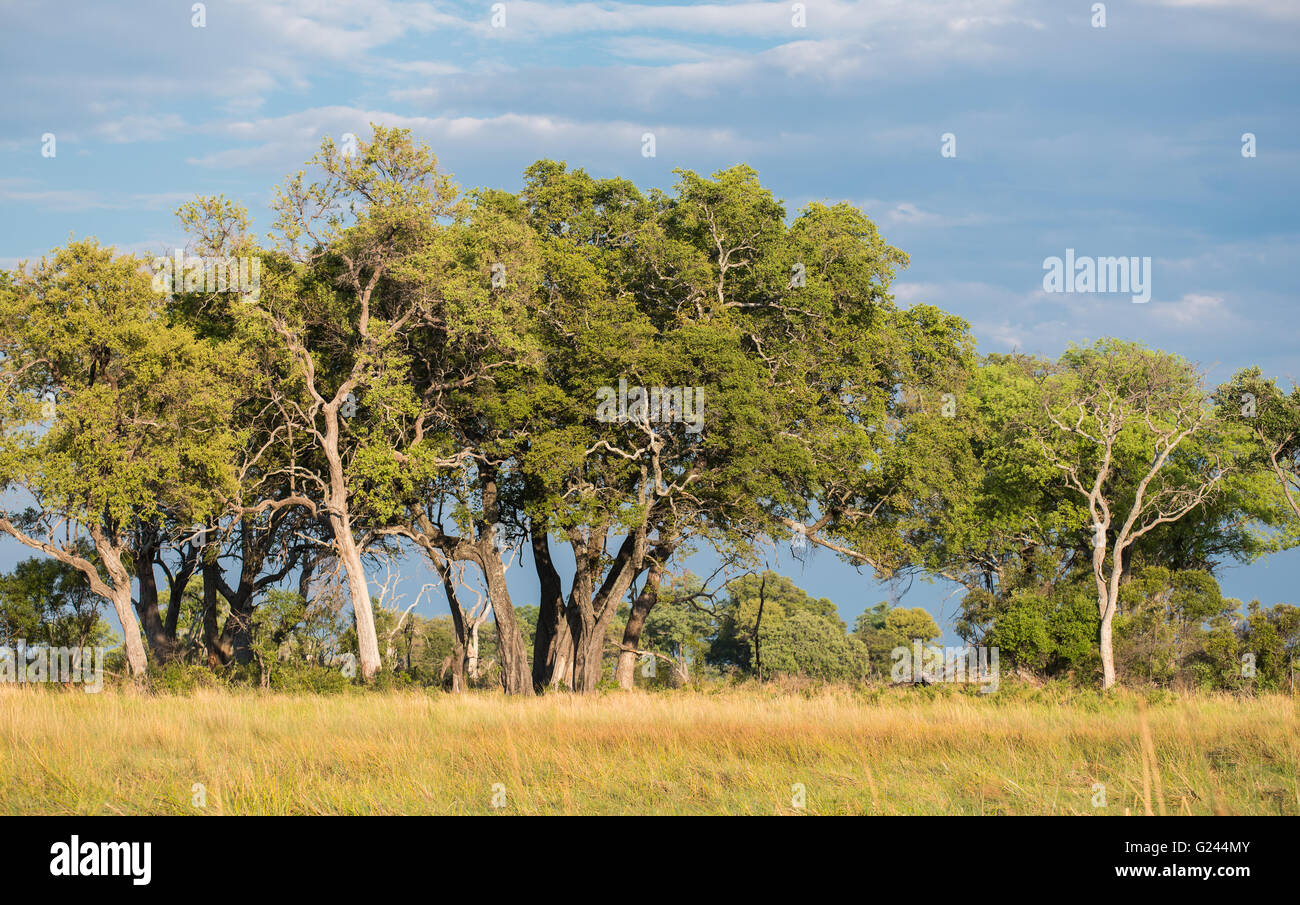 Scenic landscape of a tree line in the Okavango Delta Stock Photo