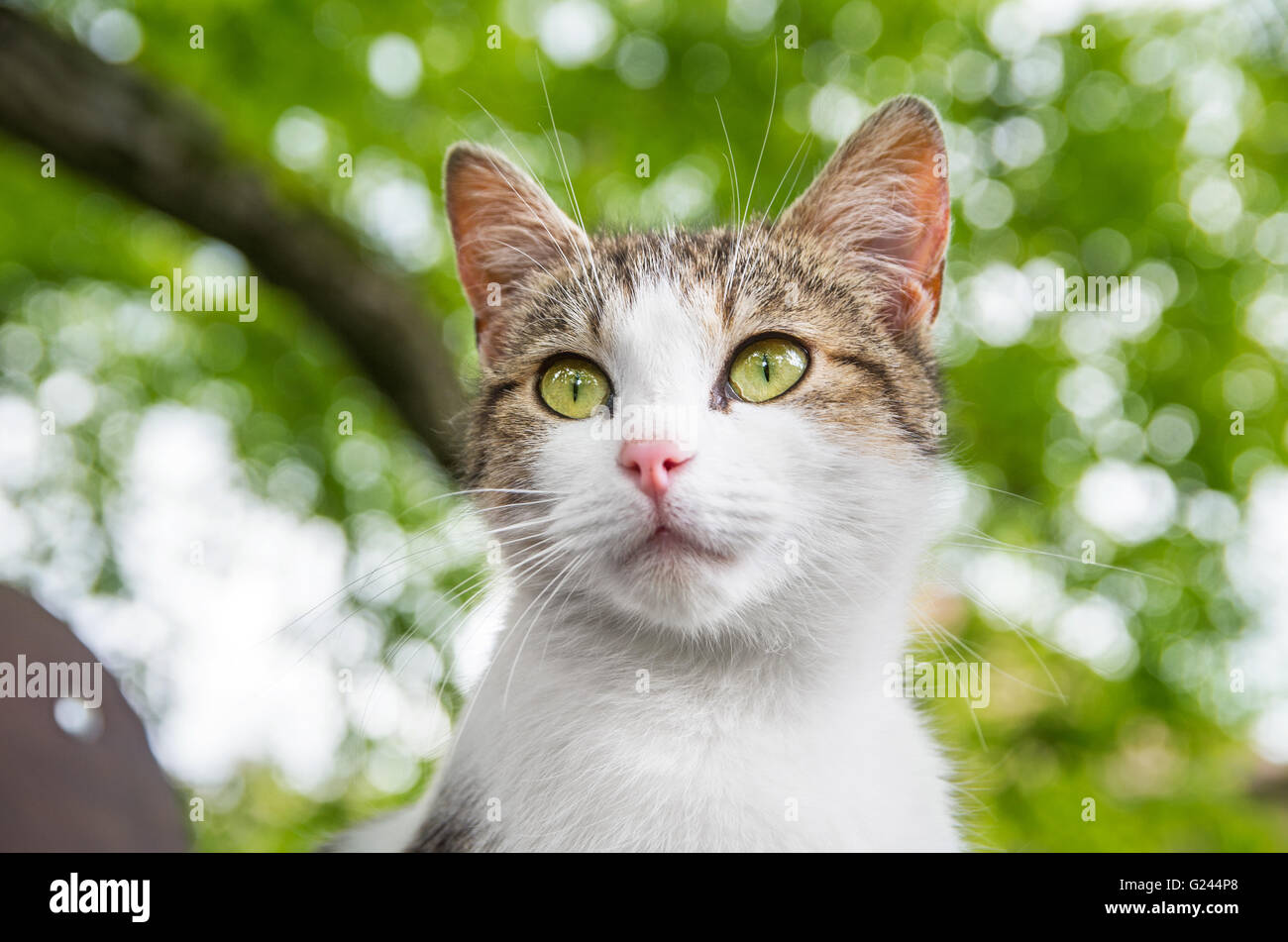 Curious cat portrait under tree Stock Photo