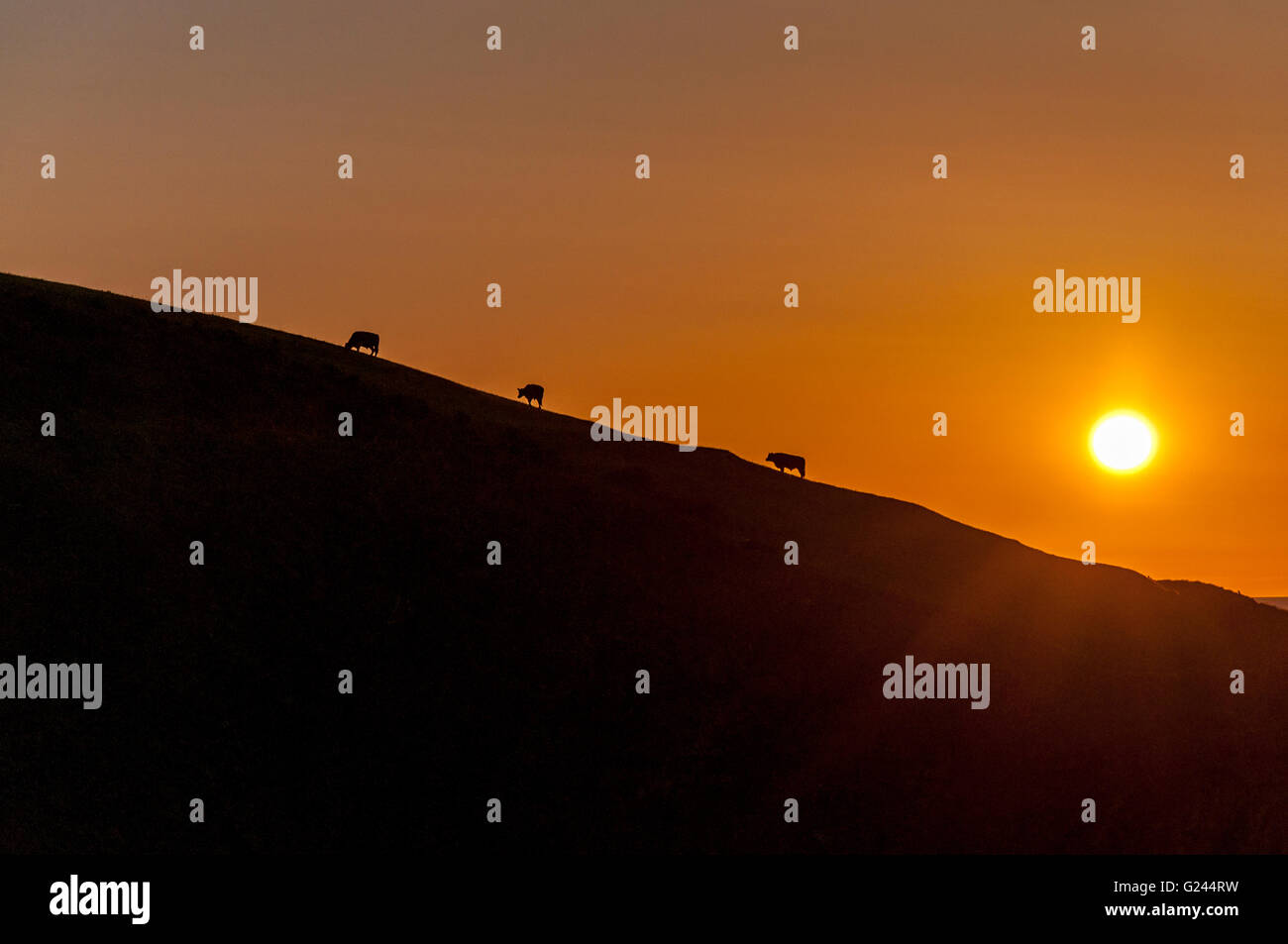 Cattle grazing at sunset on a Cornish hillside, Cornwall, England, UK Stock Photo