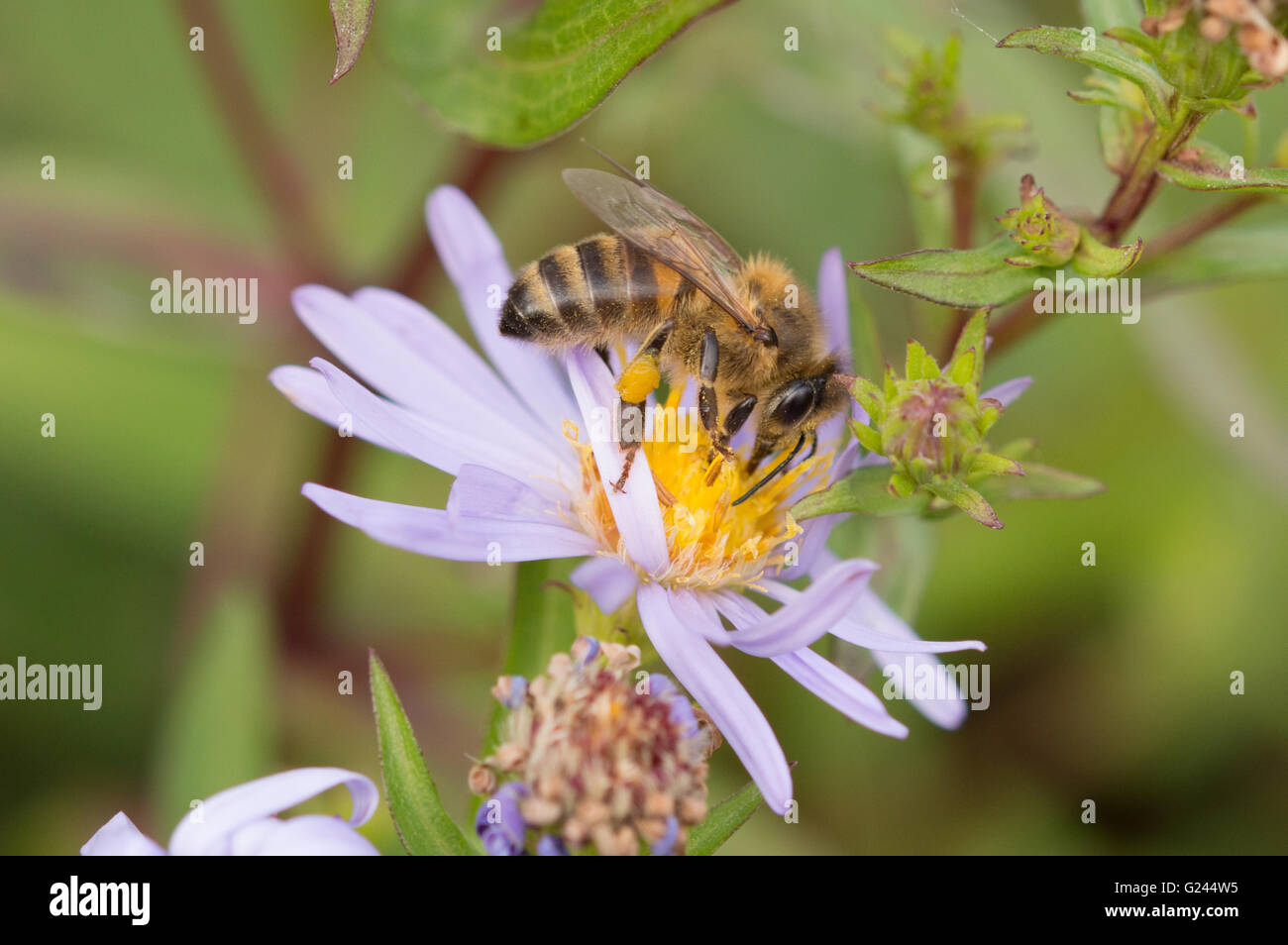 A Western Honey Bee (Apis mellifera) feeding on an Aster flower Stock