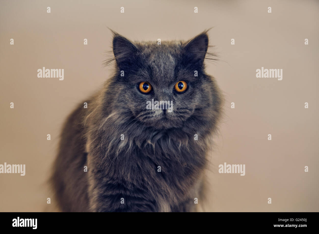 Cute Long Haired Grey Cat With Startling Orange Colored Eyes