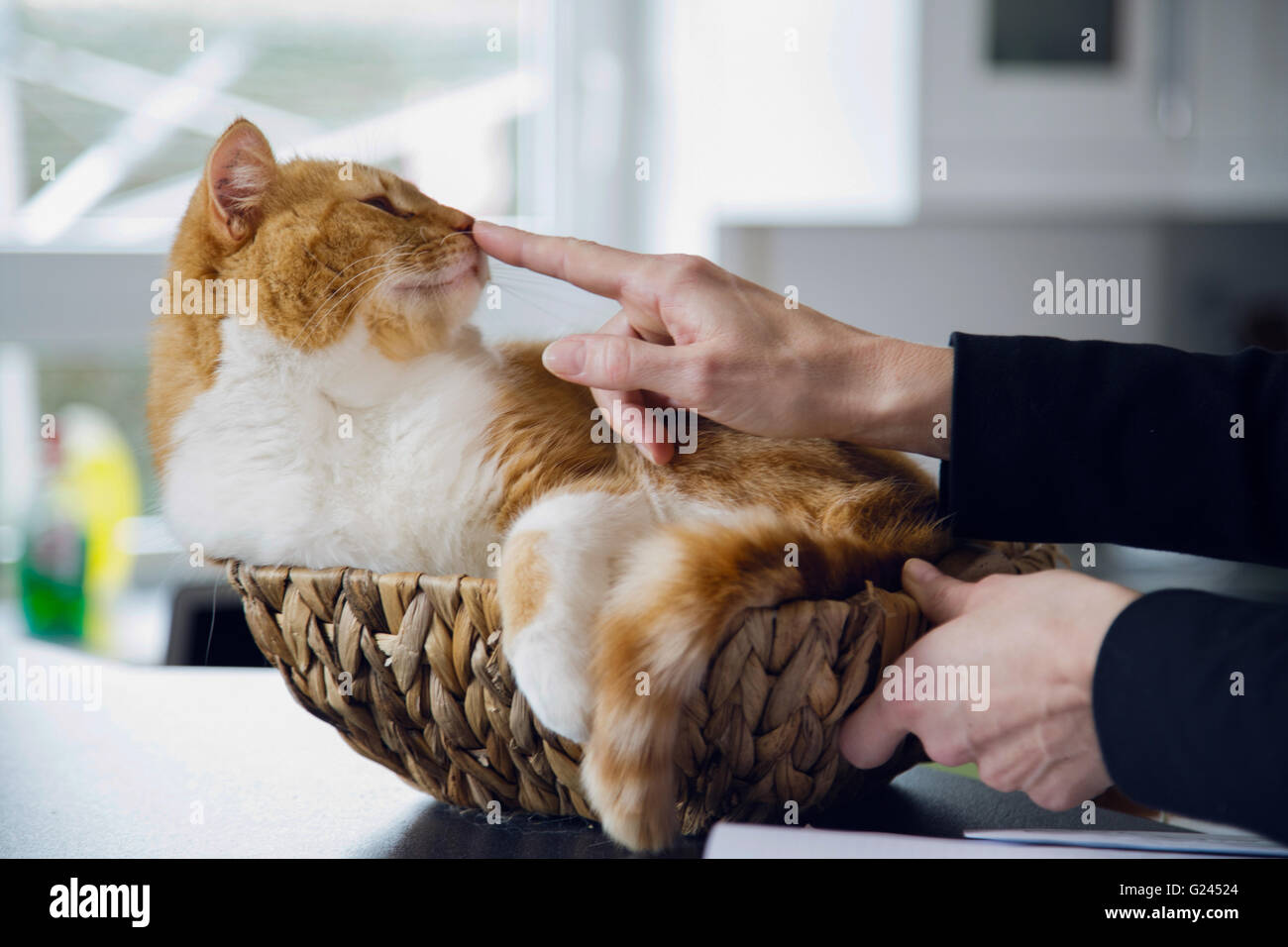 Finger touching the tip of a cat's nose. Stock Photo