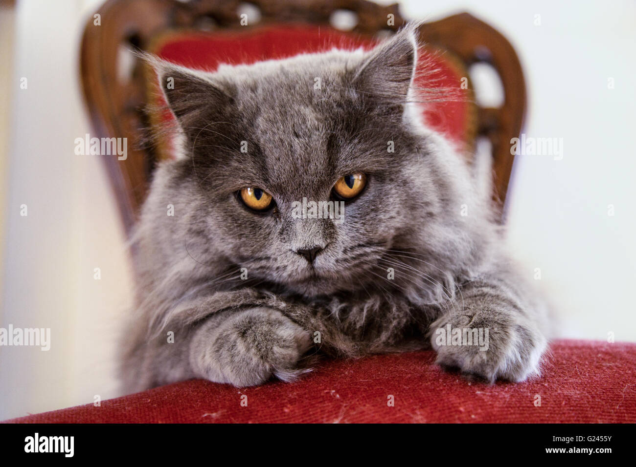  Regal  Cat  Stock Photos Regal  Cat  Stock Images Alamy