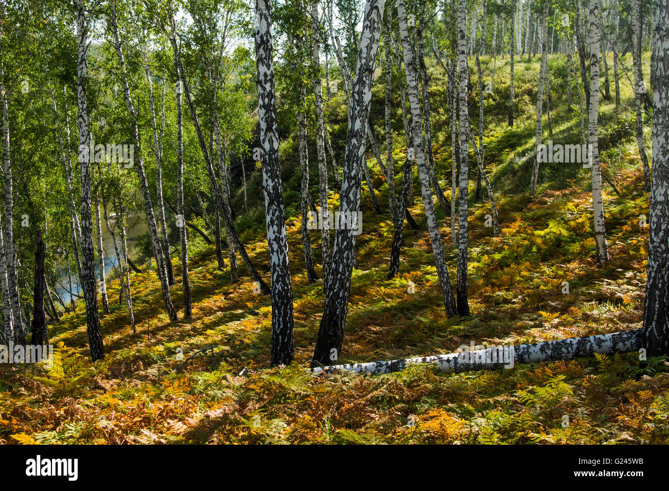 birch forest sunny autumn morning. landscape Stock Photo - Alamy