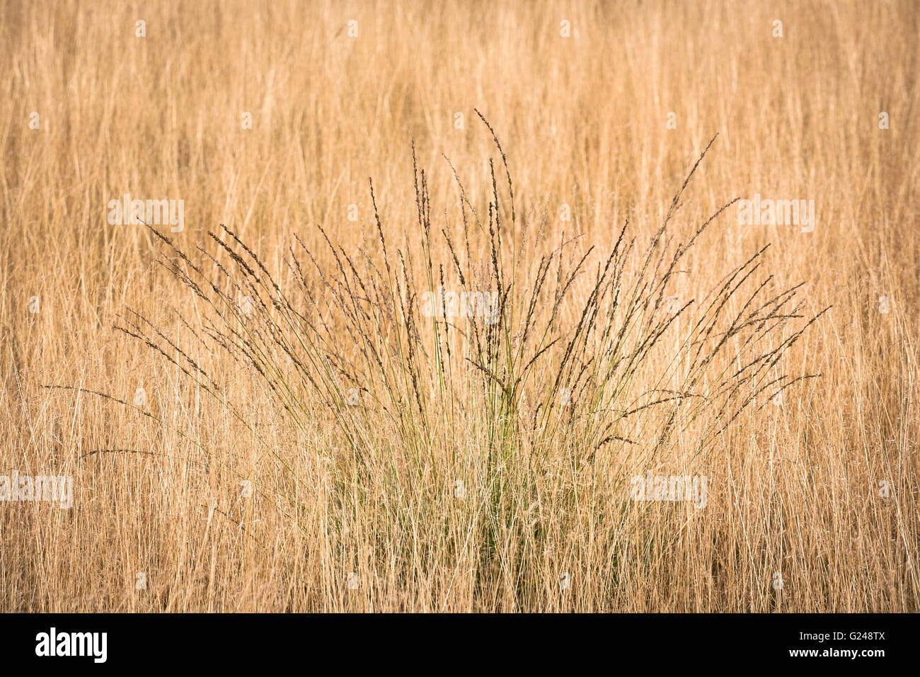 Bone Grass Sambau Type Plant That Stock Photo 2316250677