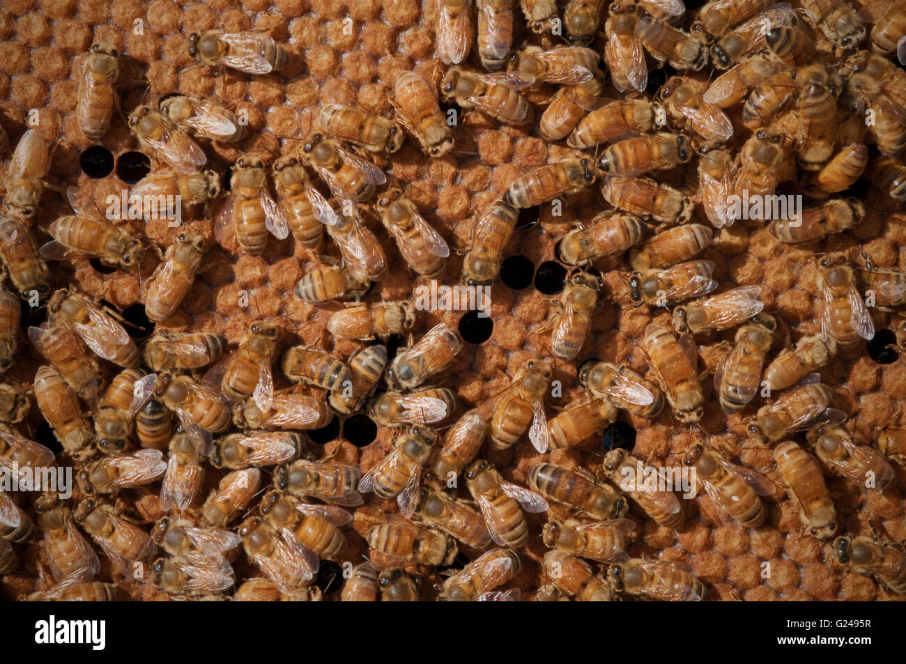 Beekeeping, hive with frames full of bees wax, bees Stock Photo