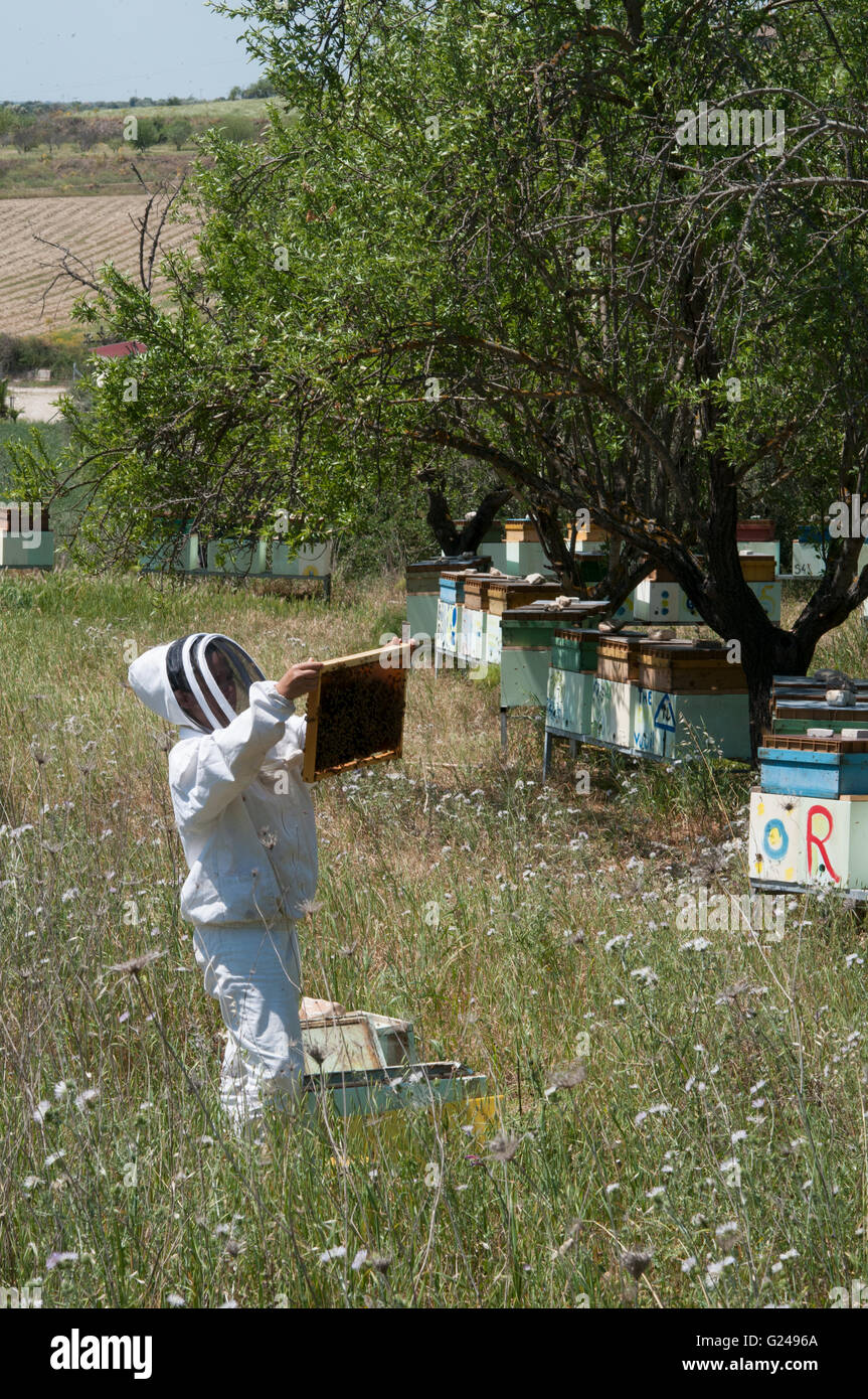 Beekeeper checking a frame of brood Stock Photo