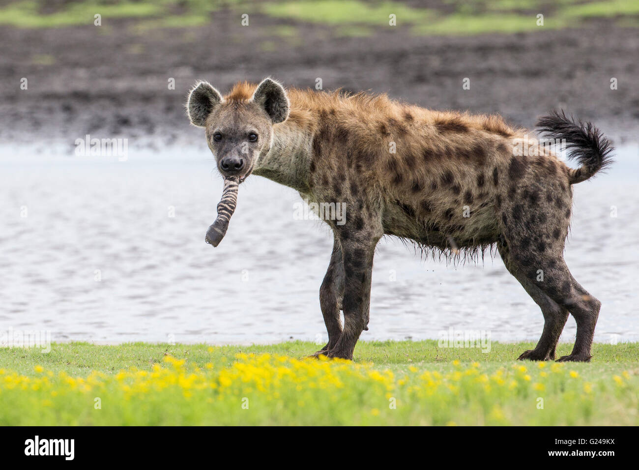 full hyena mounty full hyena mounty