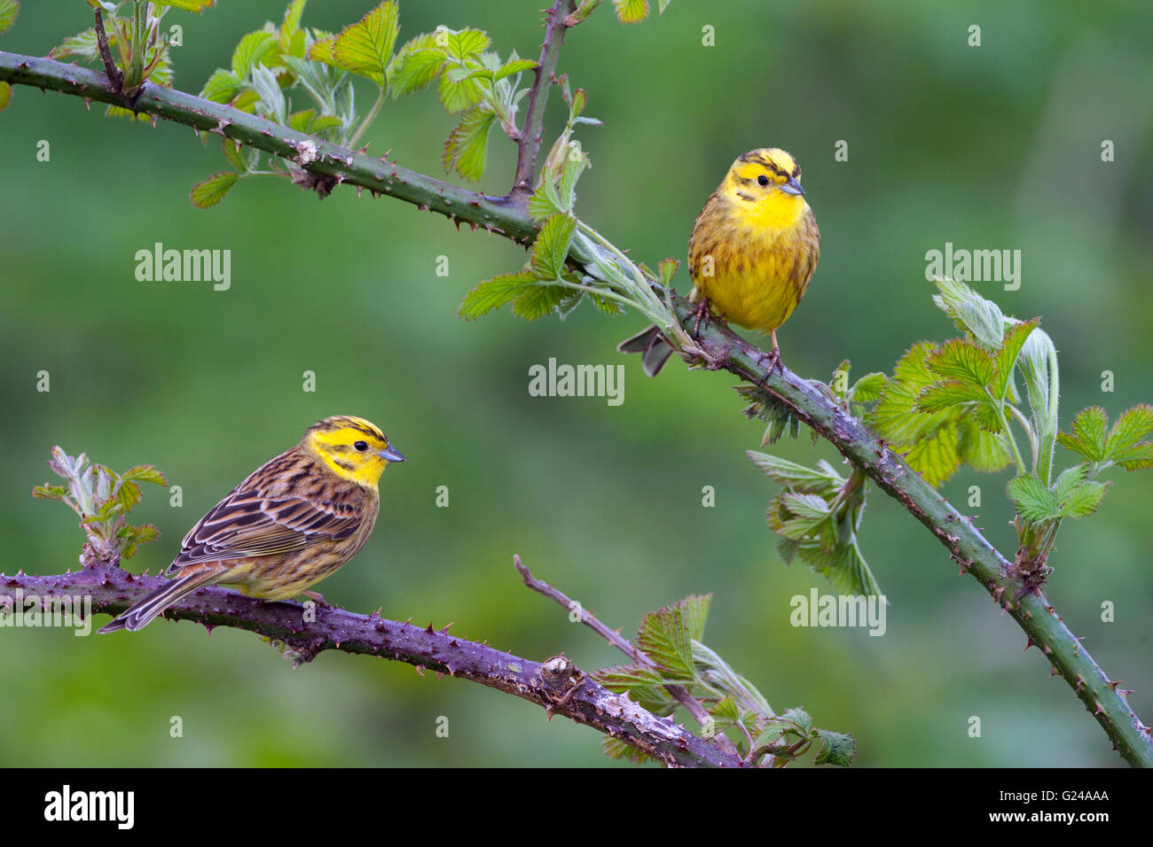 Yellowhammers Emberiza citinella perched on brambles in Spring Stock Photo