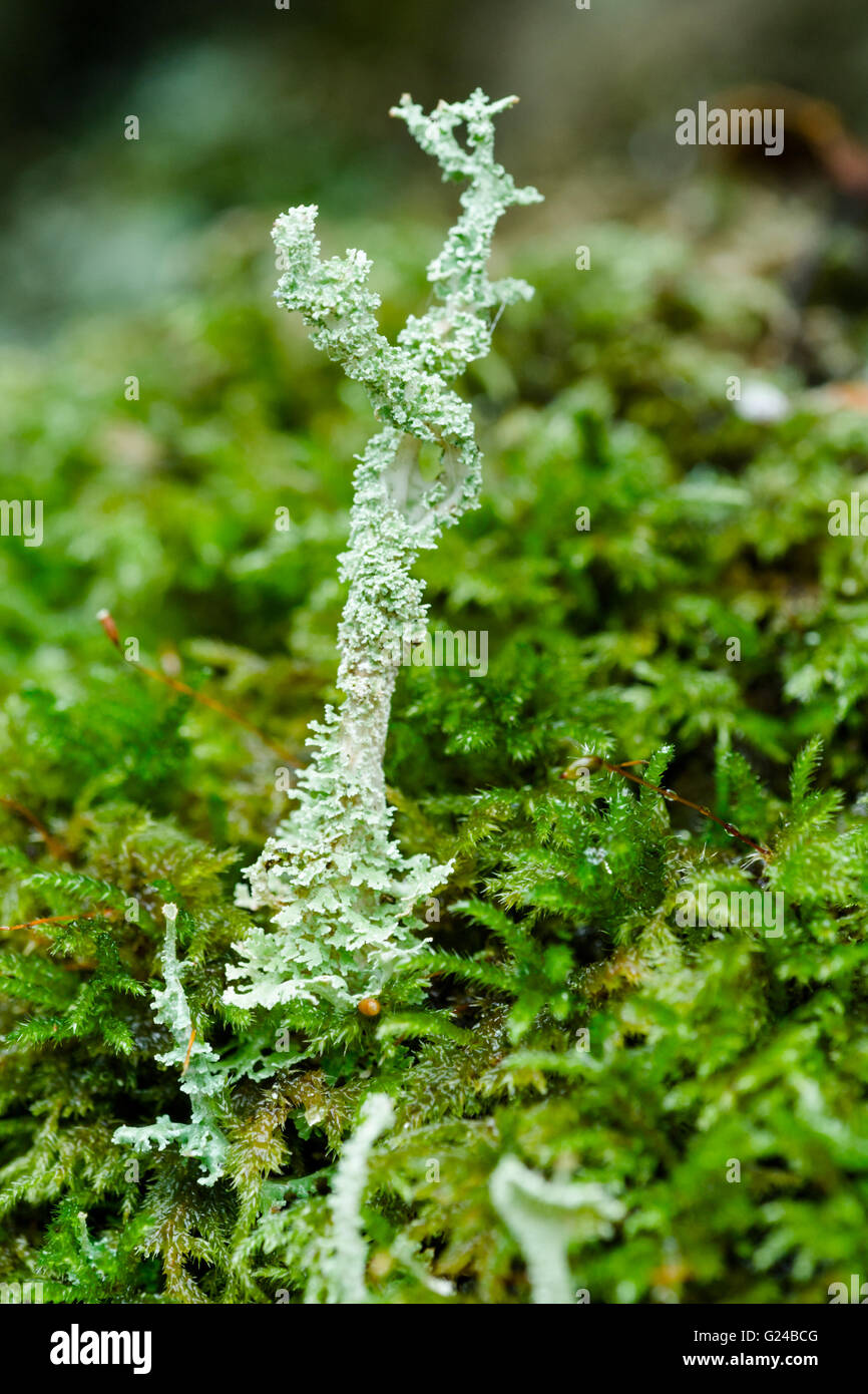 Cladonia squamosa lichen growing in woodland Stock Photo