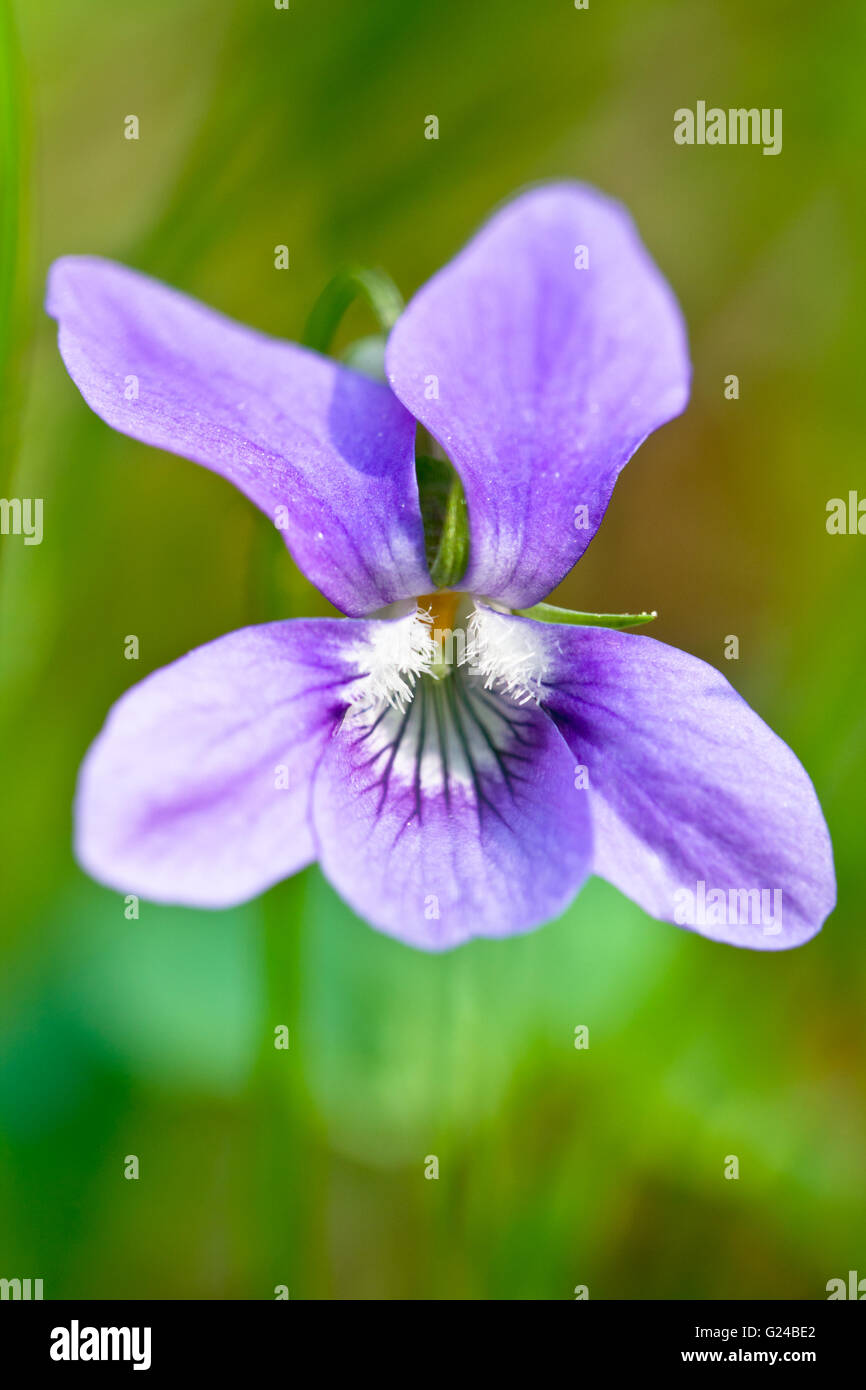 Common Dogviolet Viola riviniana flower Stock Photo Alamy
