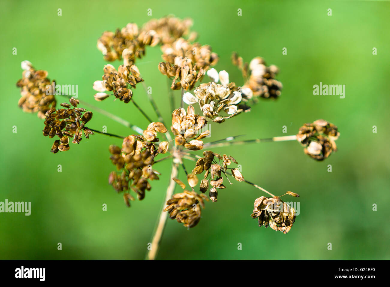 Hogweed Heracleum sphondylium seed head in autumn Stock Photo