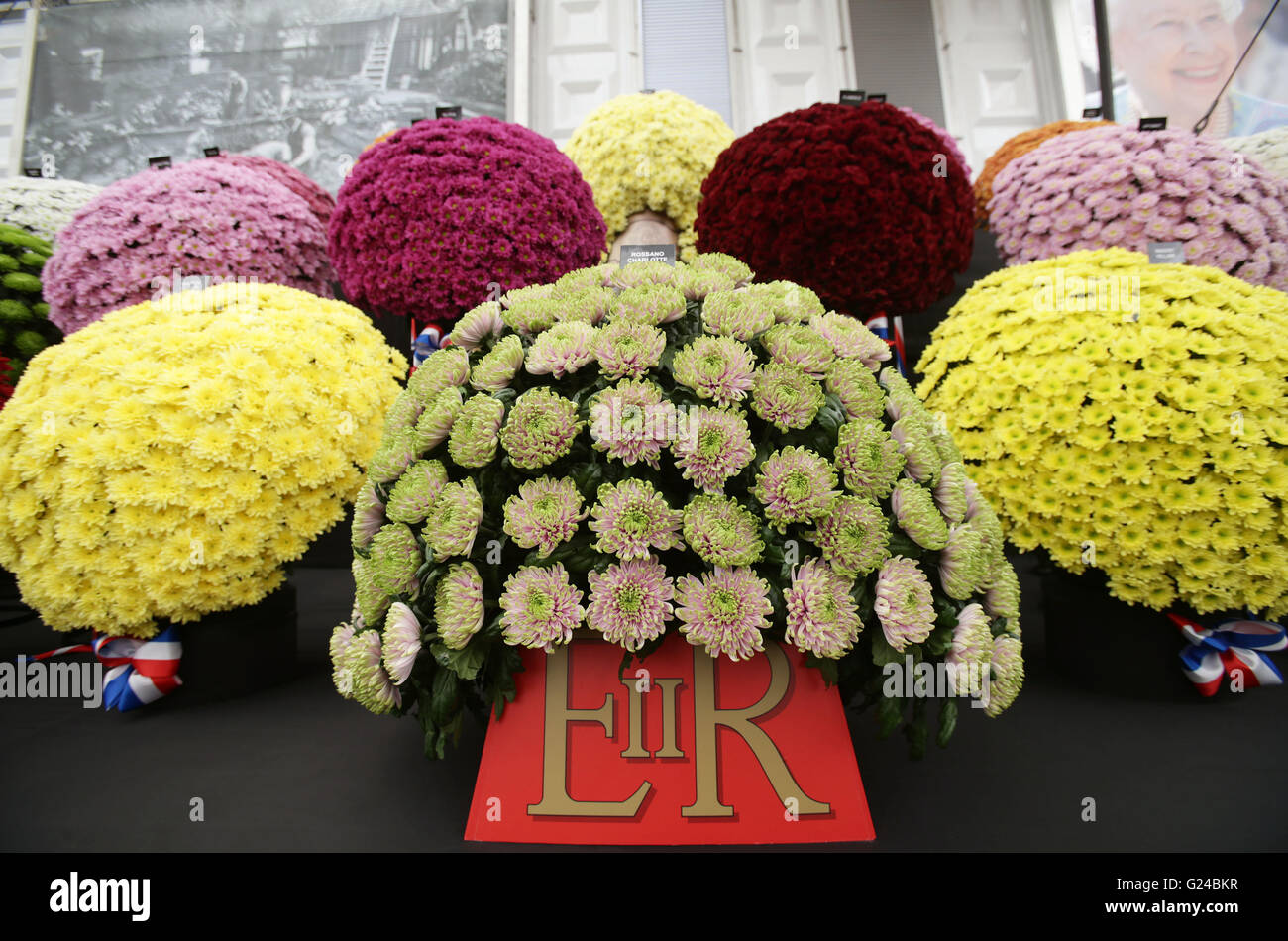 A flower named Rossano Charlotte in honour of Princess Charlotte on