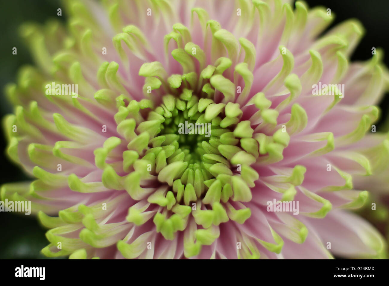 Chrysanthemum rossano charlotte hires stock photography and images Alamy