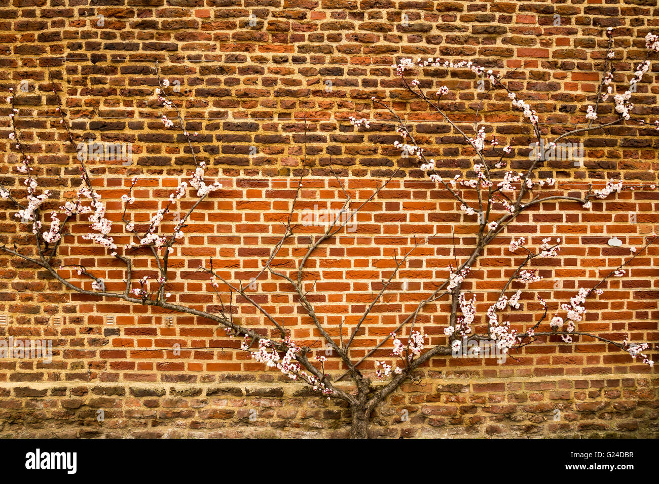Espaliered crabapple tree in gardens of Ham House London England Stock